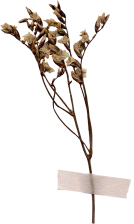 Home 2 myco dried flower01