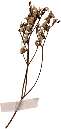 Home 3 myco dried flower03